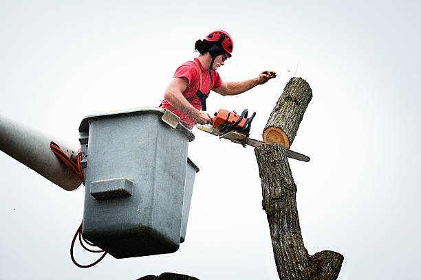 Best Seasonal Cleanup (Spring/Fall)  in Olympia Fields, IL