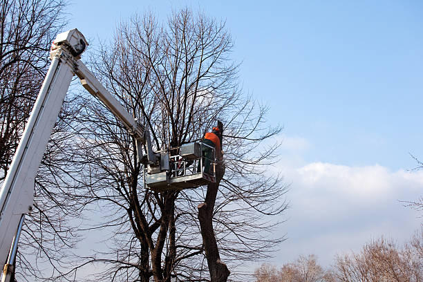 Best Root Management and Removal  in Olympia Fields, IL