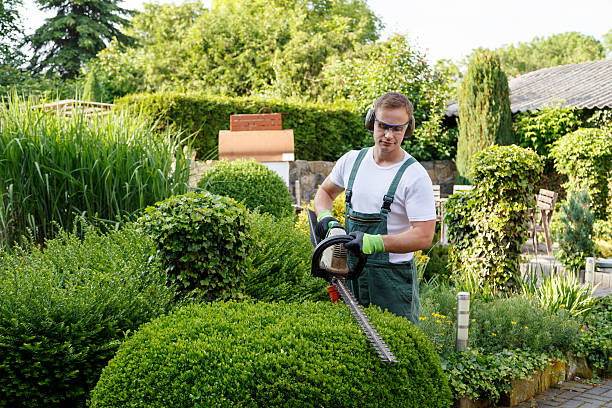 Best Storm Damage Tree Cleanup  in Olympia Fields, IL